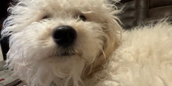Close-up of a fluffy white dog with curly fur lying on a couch.