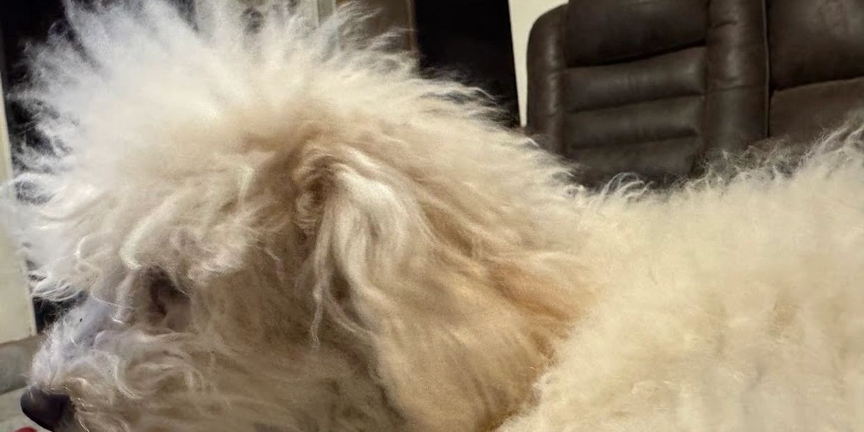 Fluffy white dog resting indoors on a couch.