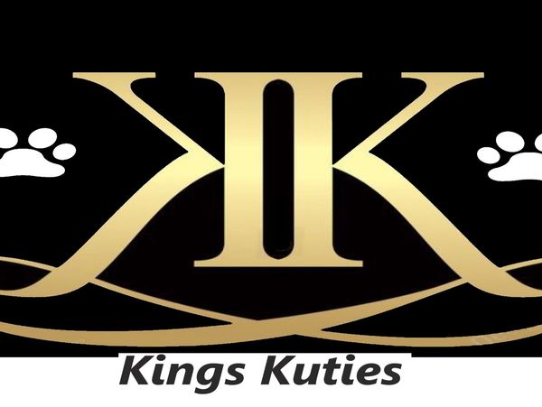 Golden KK logo with paw prints and 'Kings Kuties' text.