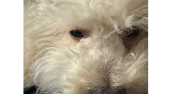 Close-up of a fluffy white dog's face with curly fur.