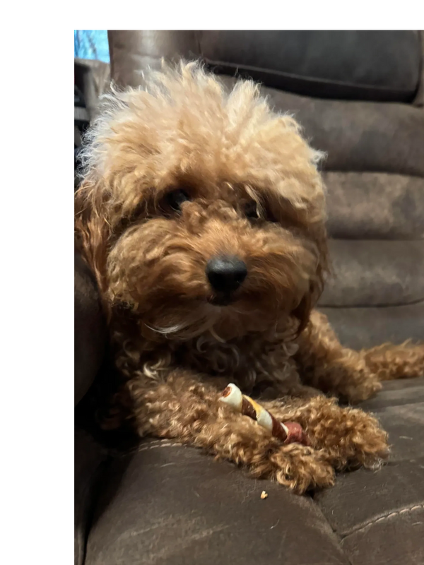 Curly-haired brown dog resting on a couch with a chew stick.