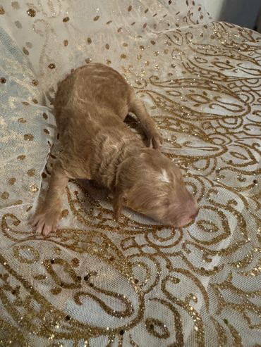 Newborn puppy resting on a glittery, patterned fabric.