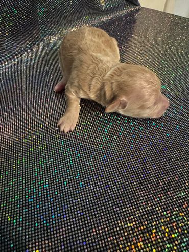 A newborn light brown puppy lying on a sparkly black surface.