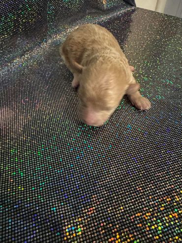 Newborn golden puppy resting on a sparkling black fabric.