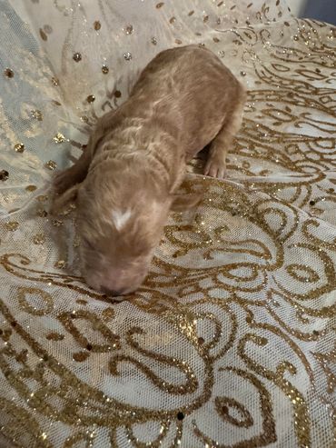 A newborn puppy lying on an ornate golden fabric.
