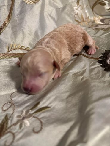 Newborn puppy sleeping on an embroidered fabric.