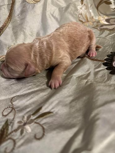 Newborn puppy resting on a silky embroidered fabric.