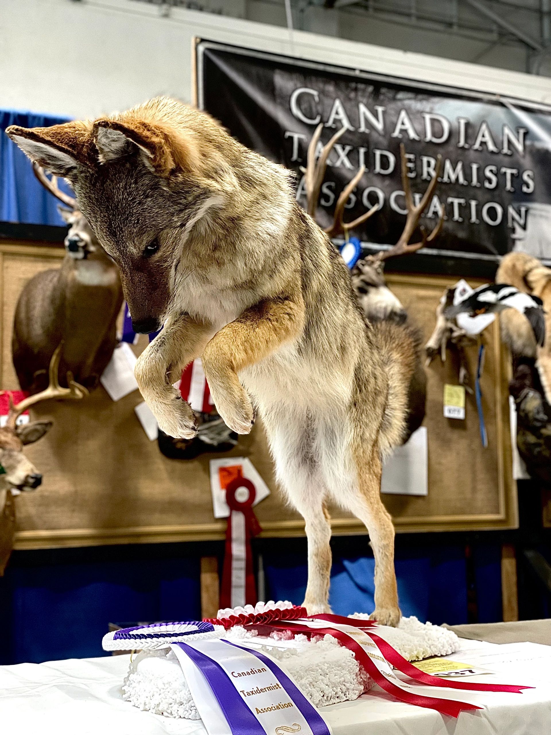 Coyote taxidermy taxidermist kamloops stuffed animal