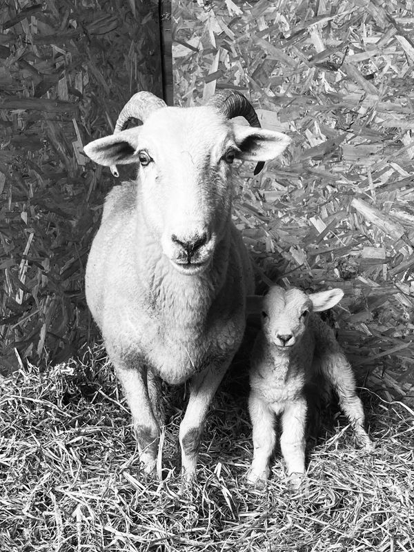 Mother and son
Fern the mum would have been left to starve without us stepping in
Today they thrive
