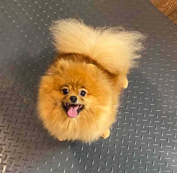 Happy fluffy Pomeranian dog looking up.