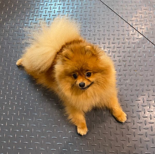 Fluffy Pomeranian dog lying on metal floor.