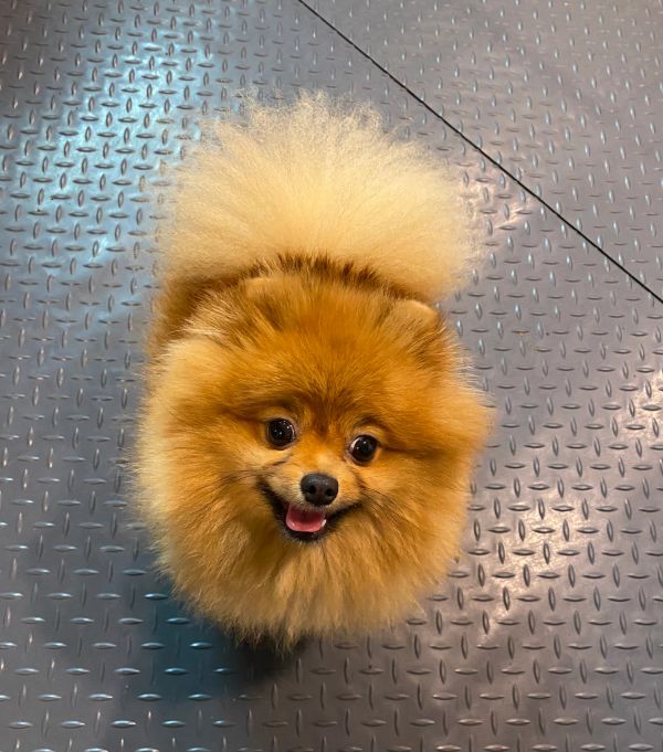 Fluffy Pomeranian dog with a happy expression.