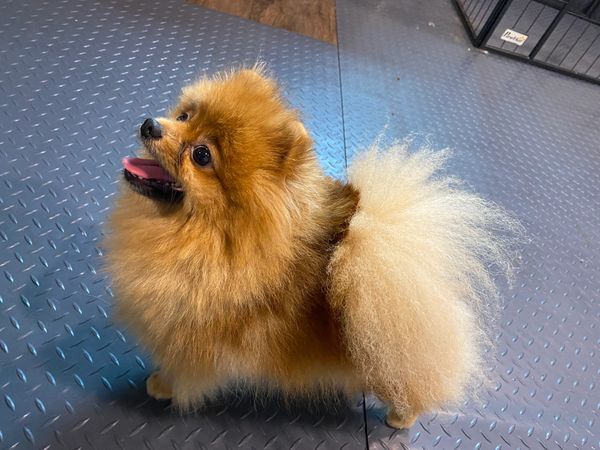 Fluffy Pomeranian dog standing on a textured floor.