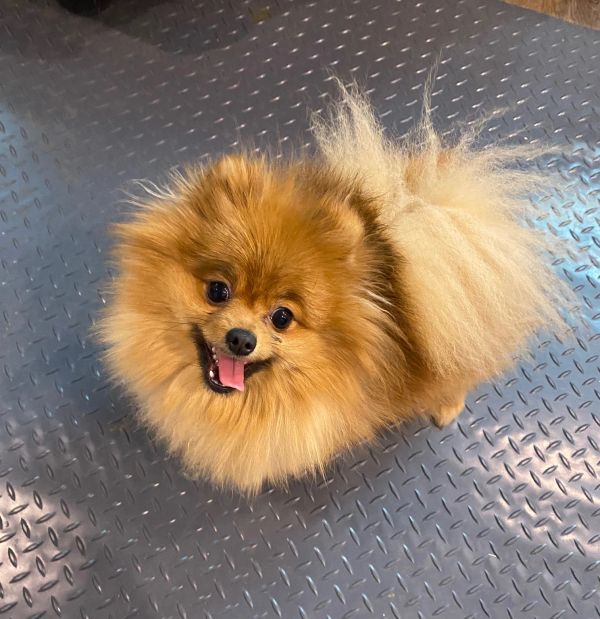 Happy Pomeranian dog on metal floor.