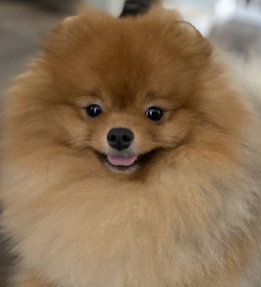 Lucius head shot at 16 months of age.