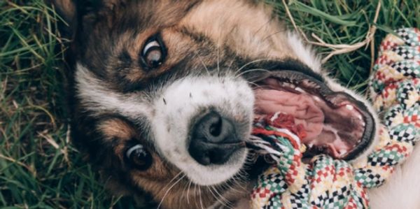 Playful dog chewing a colorful rope toy on grass.