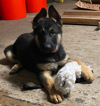 Driven German shepherd puppy after training