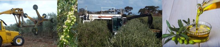 Fully mechanised High Density Olive grove