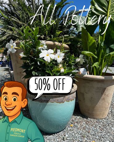 All Pottery = 50% off