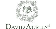 David Austin Roses