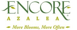 Encore Azaleas