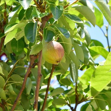Fruit Trees & Shrubs