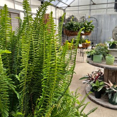 Houseplants & Tropicals