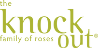 Knock Out Roses