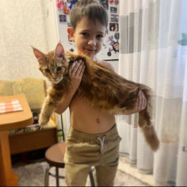 maine coon kittens
maine coon for sale
Maine Coon Cats For Sale
maine coon kittens for sale