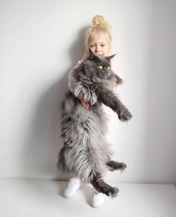 maine coon kittens
maine coon for sale
Maine Coon Cats For Sale
maine coon kittens for sale