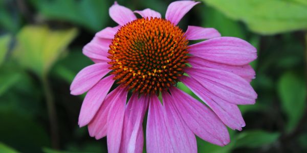 Close-up of a pink coneflower with detailed petals and orange center.