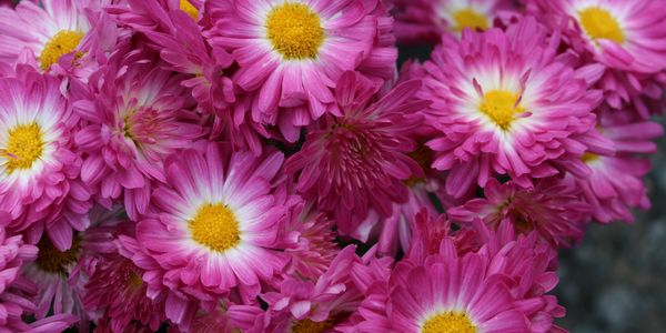 Close-up of vibrant pink chrysanthemums with yellow centers.