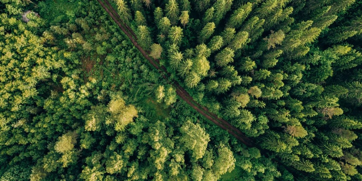 Aerial view of a dense green forest with a narrow dirt path cutting through.