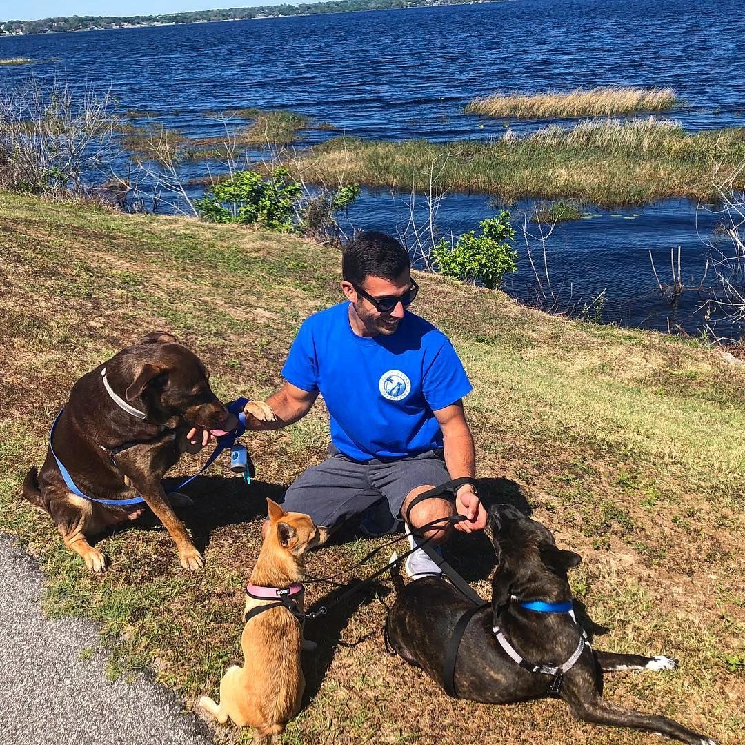 Man in blue shirt playing with three dogs near a lake on a sunny day.