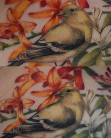 Gorgeous colour realism bird tattoo