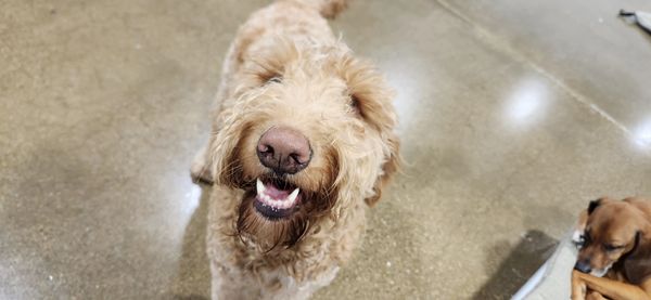 Dogs having fun at Barksville Daycare & Boarding.  Located in the Avondale neighborhood of Chicago.