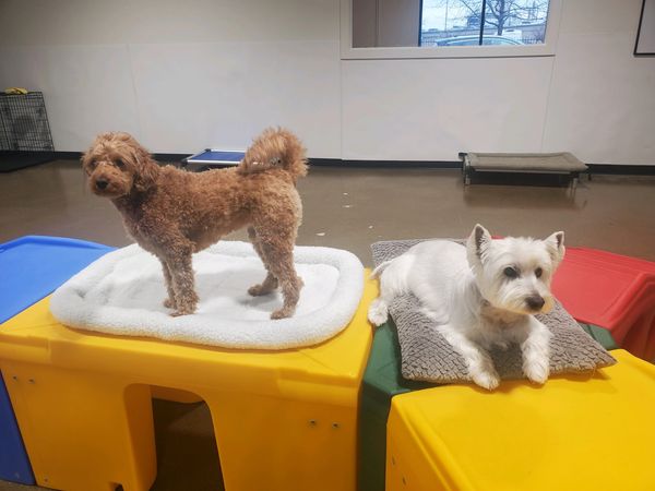 Two small dogs hanging out at Barksville Daycare & Boarding.  Located in the Avondale neighborhood o