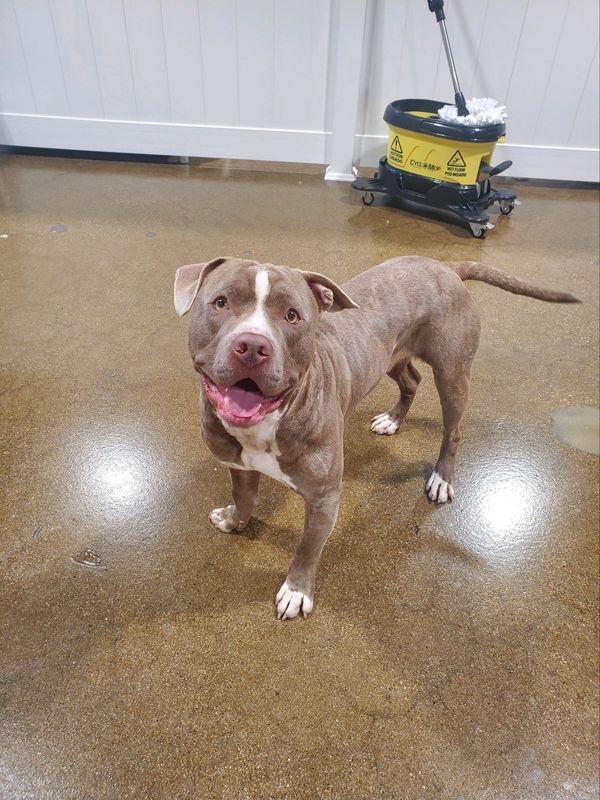 Dogs having fun at Barksville Daycare & Boarding.  Located in the Avondale neighborhood of Chicago.