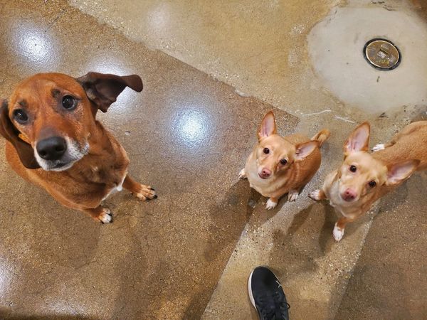 Dogs having fun at Barksville Daycare & Boarding.  Located in the Avondale neighborhood of Chicago.