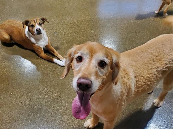 Two dogs hanging out at Barksville Daycare & Boarding.  Located in the Avondale neighborhood of Chic