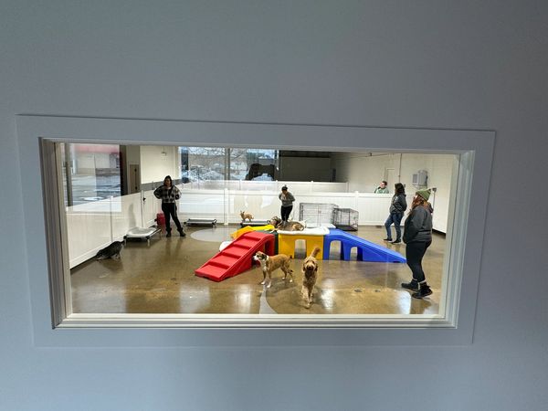 Dogs having fun at Barksville Daycare & Boarding.  Located in the Avondale neighborhood of Chicago.