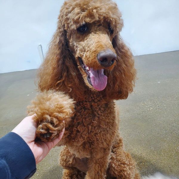 Dog enjoying crate-free daycare and play time at Barksville