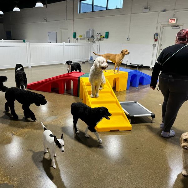 Group of dogs, doggies, pups, pooches and puppies playing and having fun at day care.