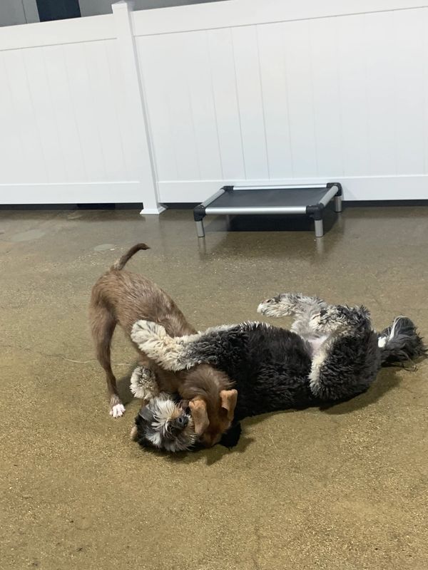 Dogs having fun at Barksville Daycare & Boarding.  Located in the Avondale neighborhood of Chicago.