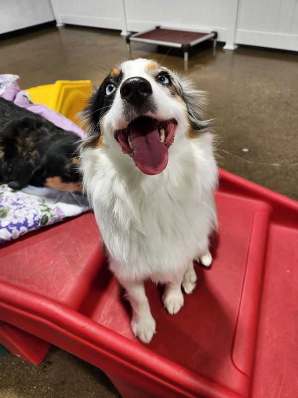 Dogs having fun at Barksville Daycare & Boarding.  Located in the Avondale neighborhood of Chicago.