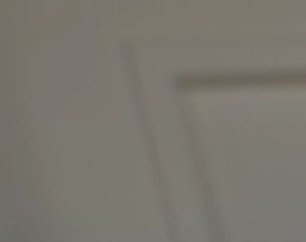 Dogs having fun at Barksville Daycare & Boarding.  Located in the Avondale neighborhood of Chicago.