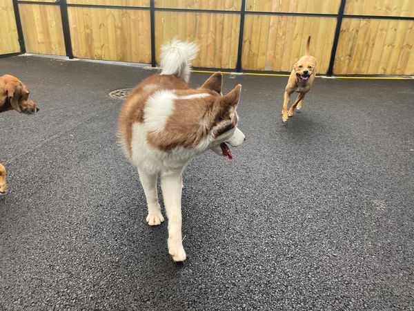 Dogs having fun at Barksville Daycare & Boarding.  Located in the Avondale neighborhood of Chicago.