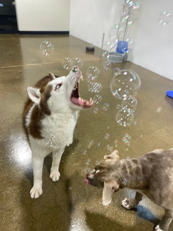 Dog having fun with bubbles at Barksville Dog Daycare in Avondale, 60618