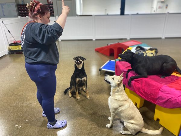 Three dogs paying attention to an experienced handler at Barksville Daycare & Boarding.  Located in