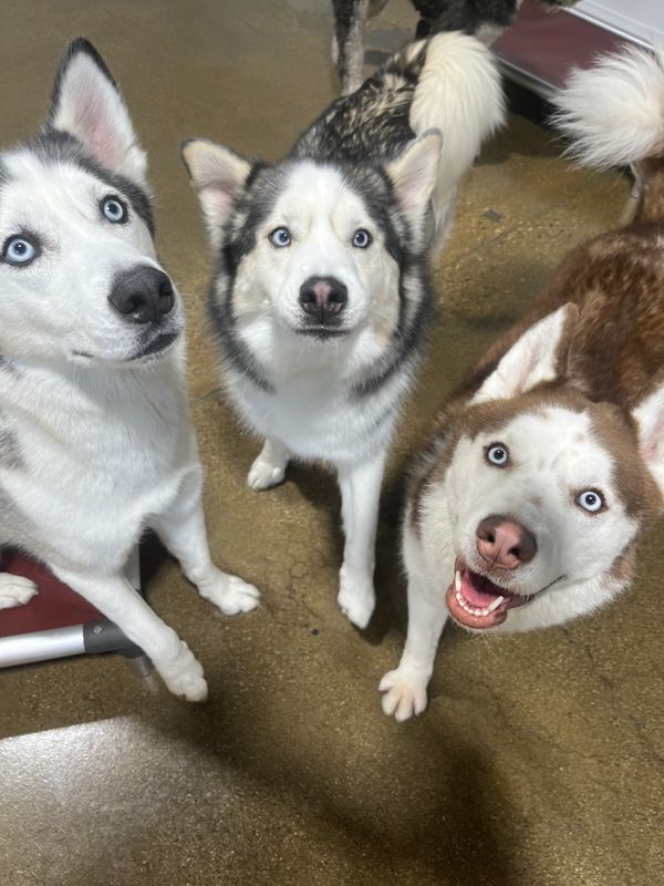 Three dogs with beautiful eyes enjoying their day at Barksville Daycare & Boarding.  Located in the